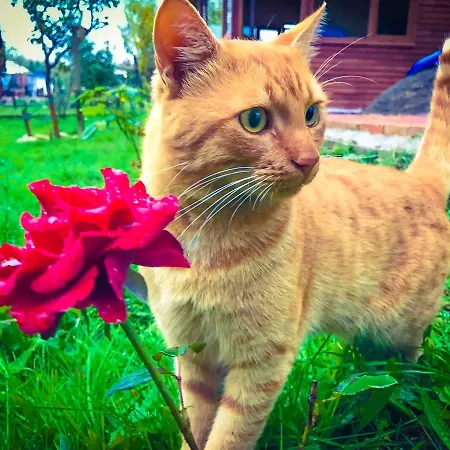 Nirvana Dream Garden Ξενοδοχείο