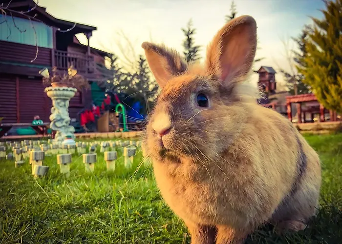 Hotel Nirvana Dream Garden Ağva