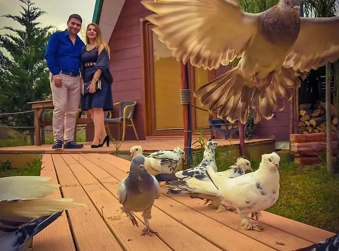 Nirvana Dream Garden