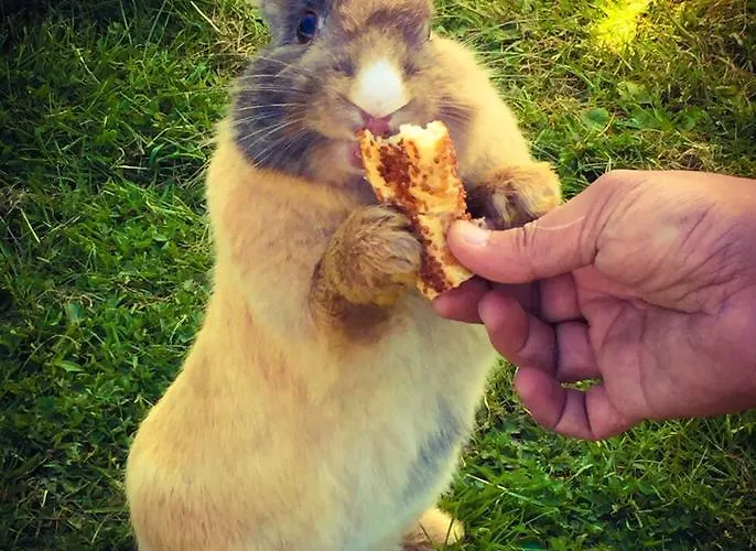 Nirvana Dream Garden Hotel Ağva