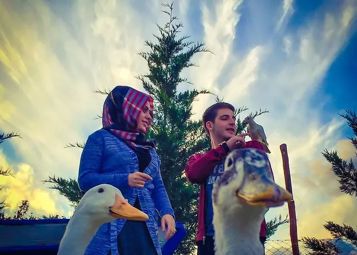 Nirvana Dream Garden *