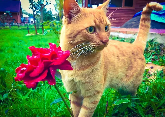 Nirvana Dream Garden Hotel